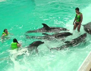 Never Land Entertainment , t. 050 714 2752 Dubai – UAE – Dolphinarium