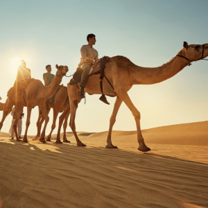 Shop Online Camel Trekking Experience In Abu Dhabi With Transfers In Land Cruiser – Top-Rated Attractions Dubai Masala 5