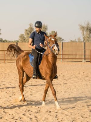 Shop Online Horse Riding At Mleiha Arena – Sports Events Dubai Masala