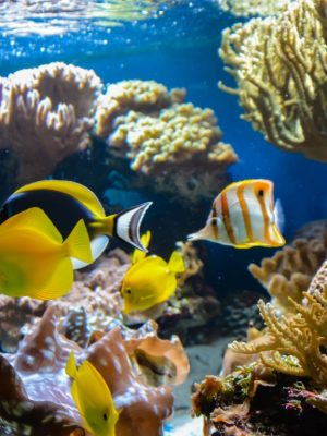 Shop Online SEA LIFE London Aquarium – Entry Ticket – Top-Rated Attractions Dubai Masala