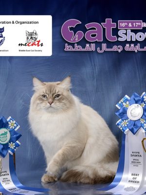 Shop Online Cat Show – Exhibitions Dubai Masala