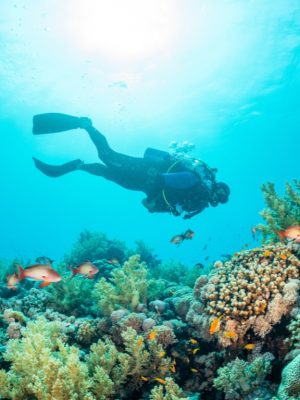 Shop Online Diving Trip In Jeddah – Recently Added Experiences Dubai Masala