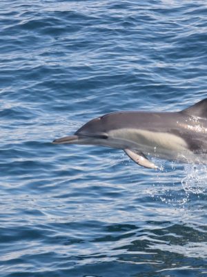 Shop Online Dolphins Watching & Snorkeling – Sightseeing and Tours Dubai Masala