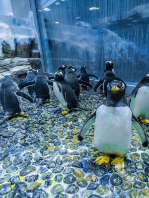 Shop Online Dubai Aquarium & Underwater Zoo – Penguin Cove & Nursery Experience – Experiences Dubai Masala