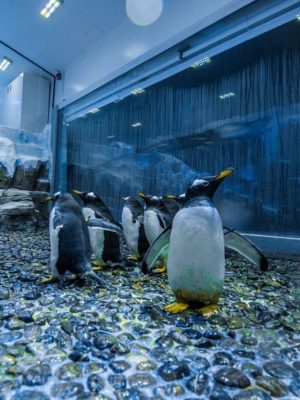 Shop Online Dubai Aquarium & Underwater Zoo – Penguin Encounter – Recently Added Experiences Dubai Masala