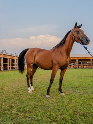 Shop Online Horse Riding at Al Marmoom Oasis – Desert safaris Dubai Masala