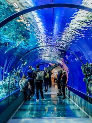 Shop Online Istanbul Aquarium Ticket & Shuttle – Experiences Dubai Masala