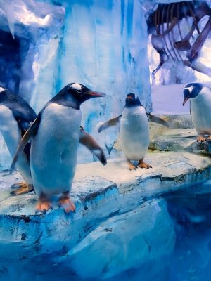 Shop Online Dubai Aquarium & Underwater Zoo – All Access Pass – Experiences Dubai Masala